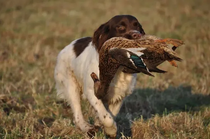 Qu'estce qu'un bon élevage chien de chasse ?