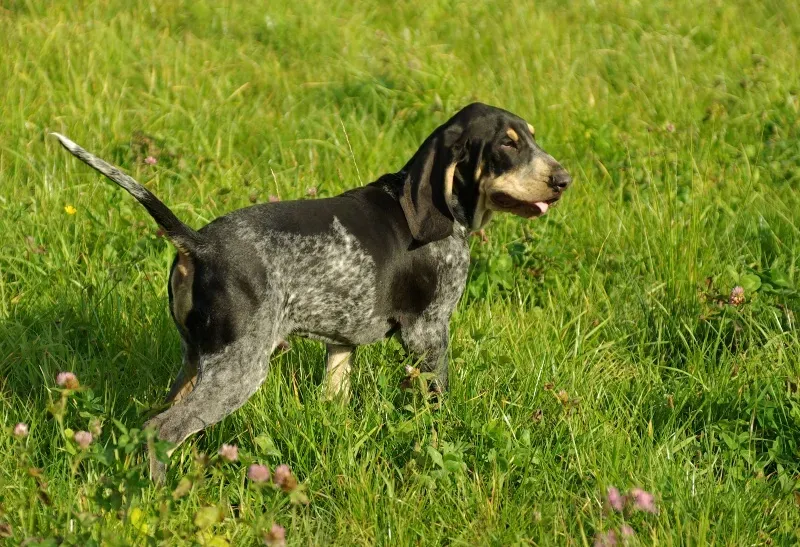 Qu'estce qu'un chien de chasse courant ? Son rôle unique