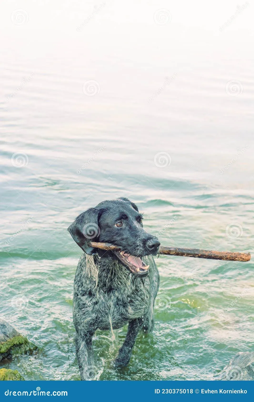 Qu'estce qu'un chien de chasse eau ?