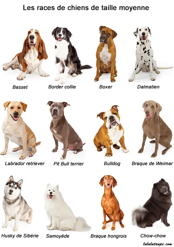 Qu'estce qu'un chien de chasse en 6 lettres ?