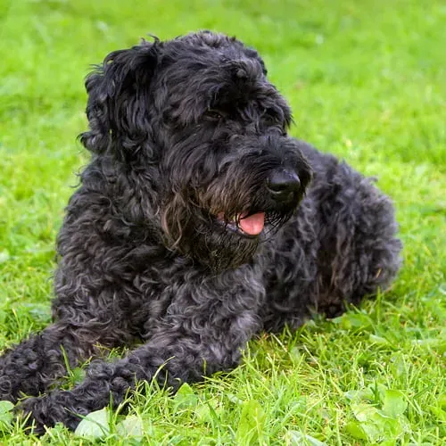 Qu'estce qu'un Chien de Chasse Frisé ?