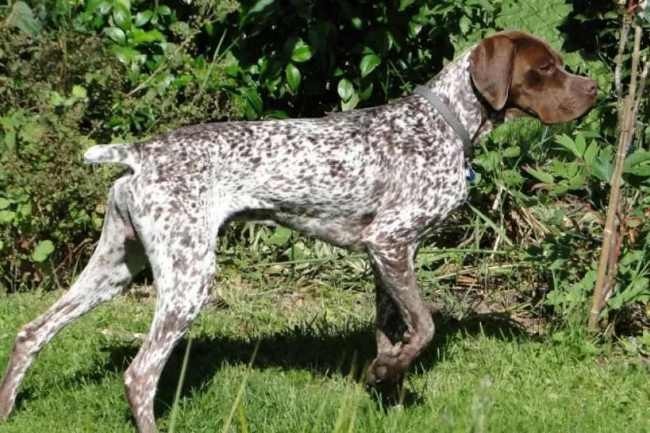 Qu'estce qu'un chien de chasse haut ?