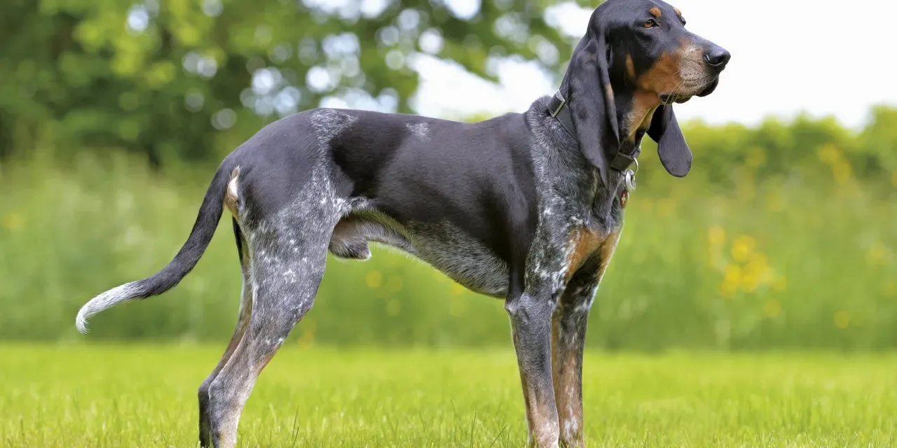Qu'estce qu'un Chien de Chasse Hurleur ?