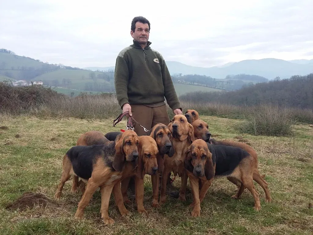 Qu'estce qu'un élevage de chien de chasse sanglier ?