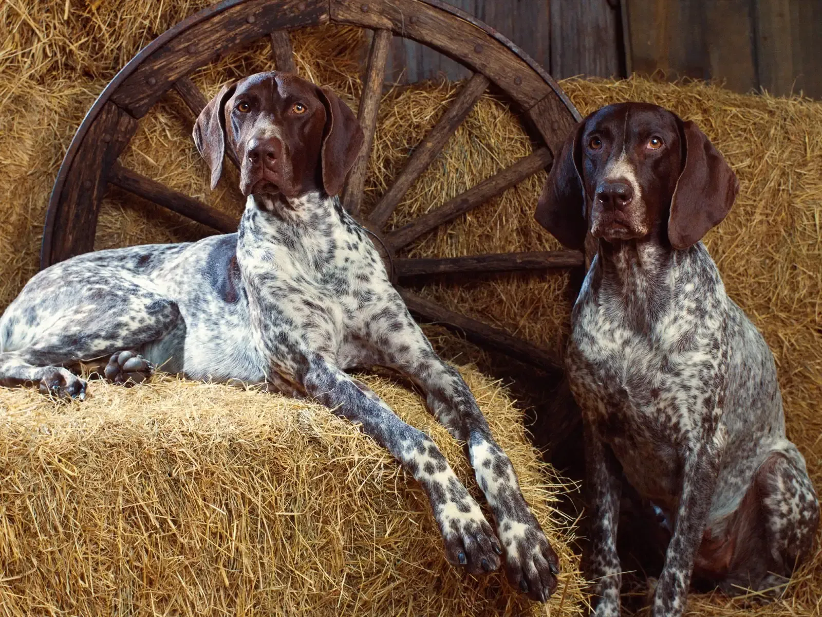 Qu'estce qu'un gros chien de chasse et quel est son rôle ?
