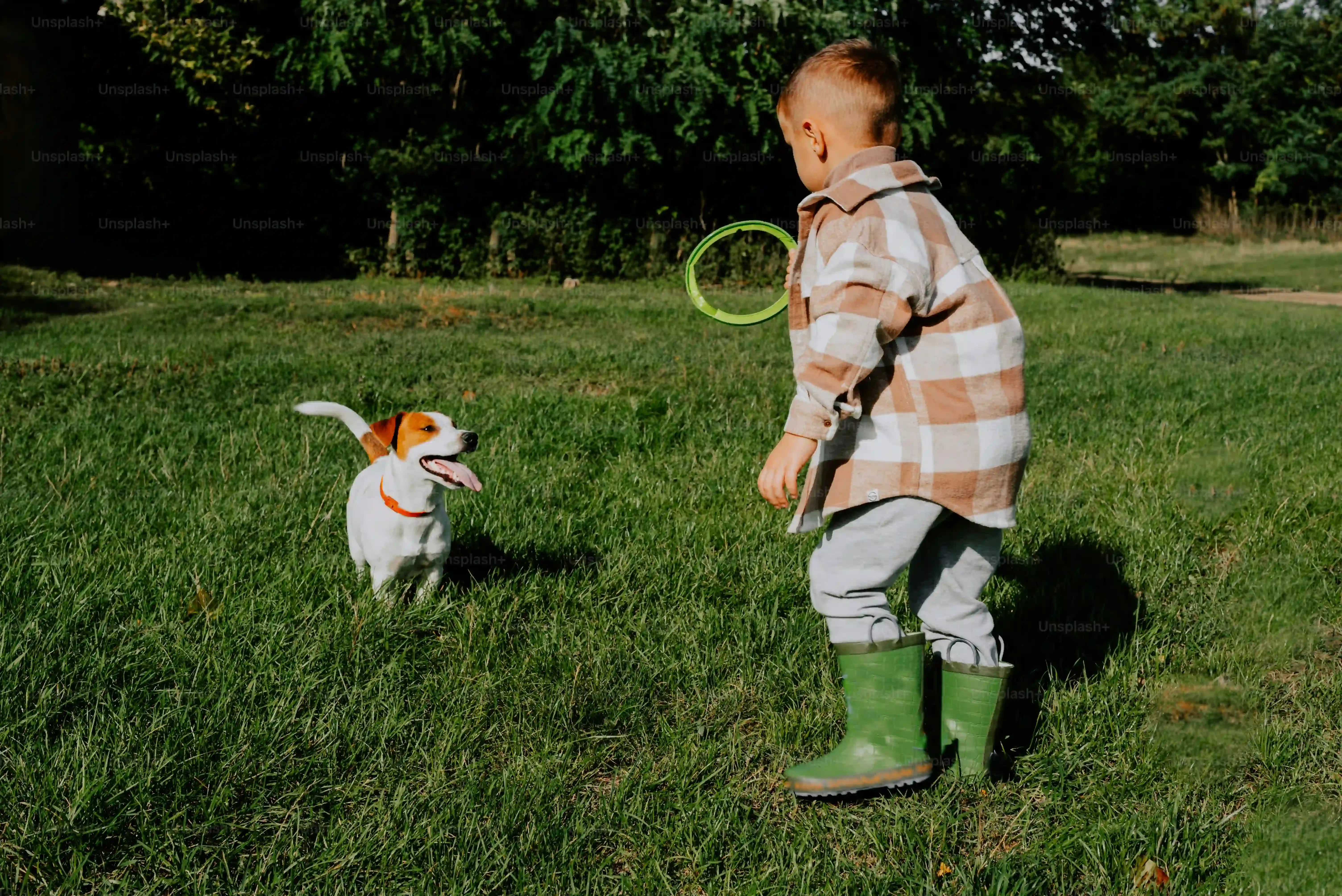 Qu'estce qu'un petit chien de chasse ? Races et aptitudes