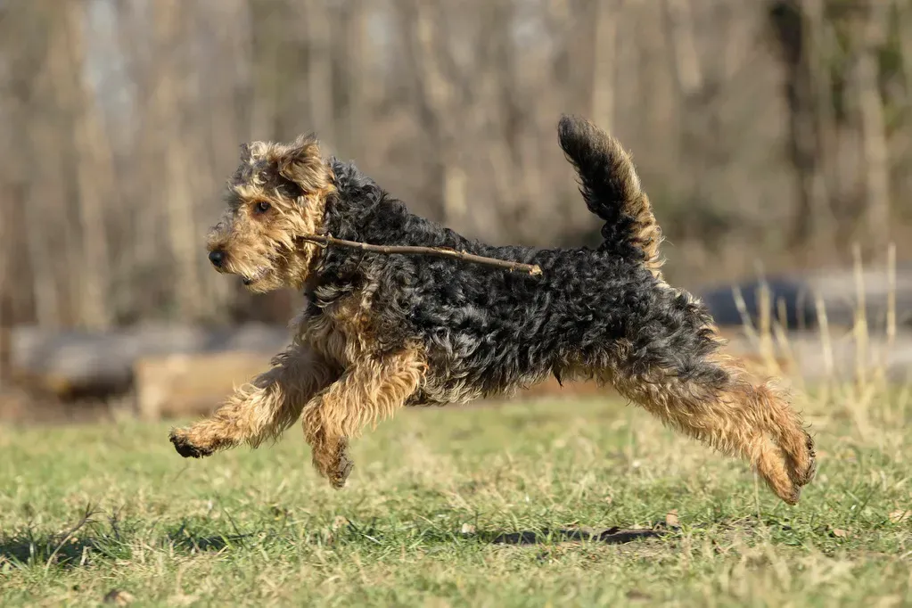Races de chien de chasse et garde : Quelles aptitudes rechercher ?