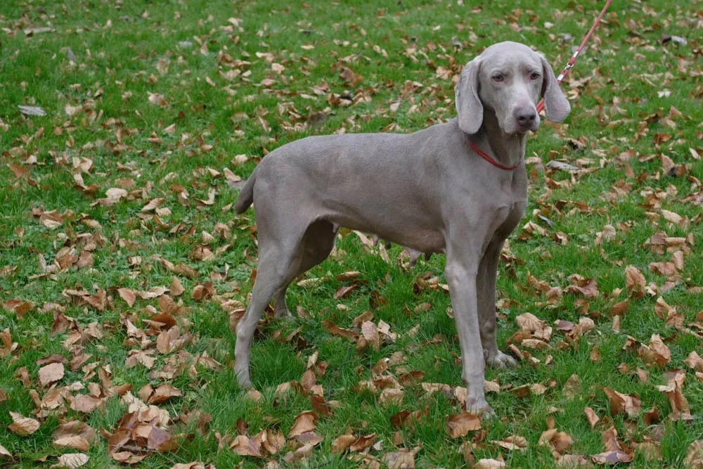 Races de chien de chasse gris : Lequel choisir ?