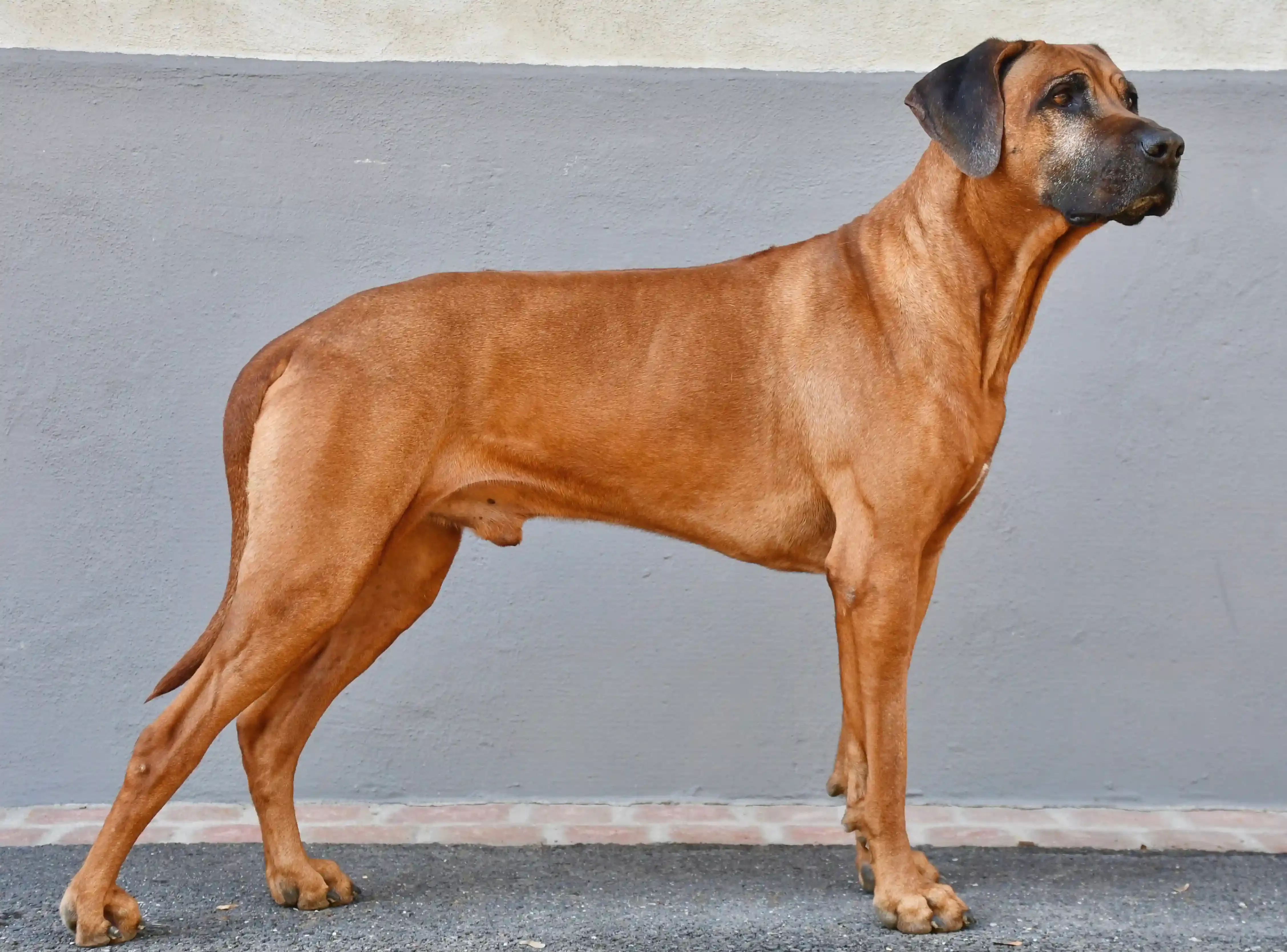 Races emblématiques du chien de chasse africain