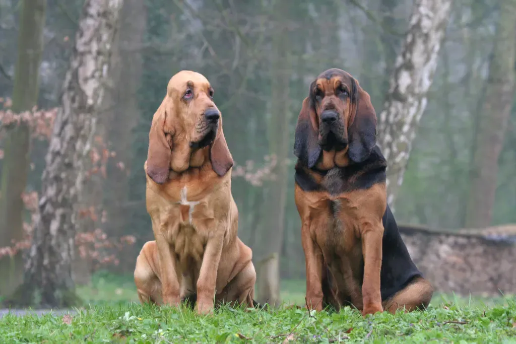 Races emblématiques du chien de chasse grande oreille
