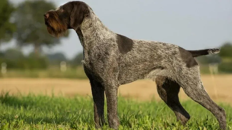 Races populaires de chien de chasse gros : Portraits et aptitudes