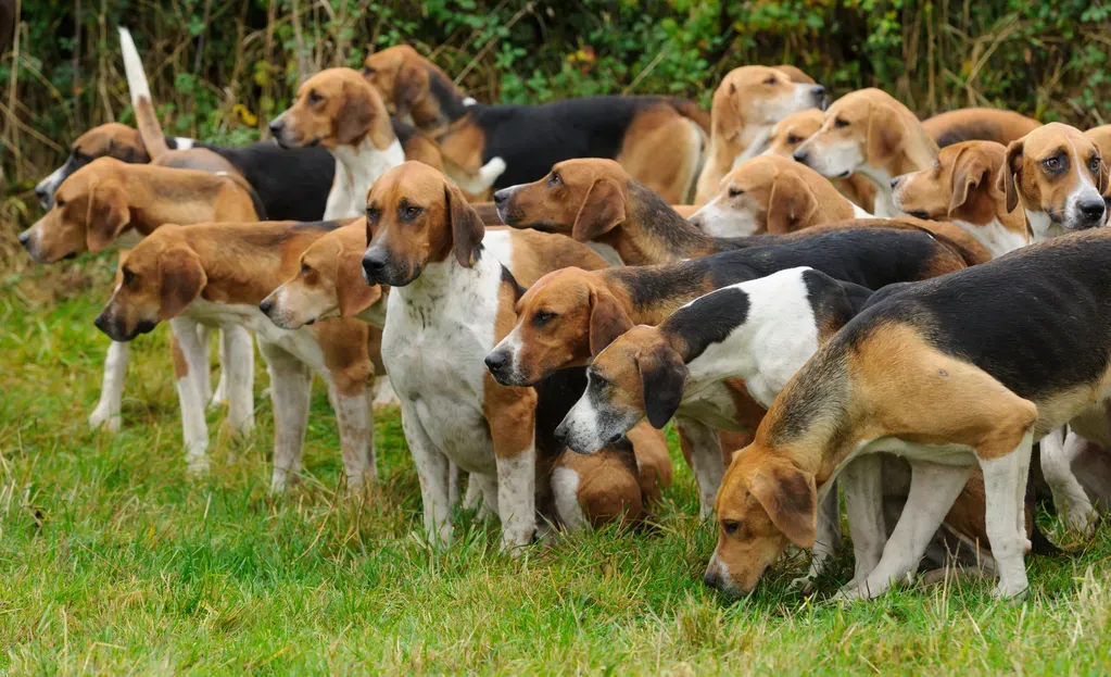 Races populaires de chiens de chasse et leurs noms anglais