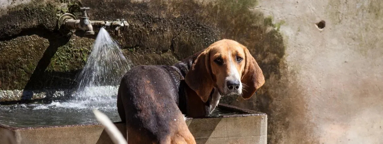 Rencontrer le Chien de Chasse Cheverny : Planifier Votre Visite