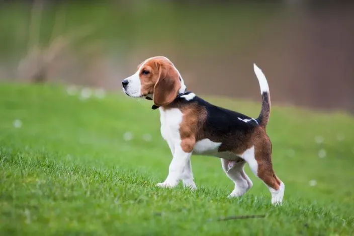 Santé et bienêtre des femelles de chien de chasse 5 lettres
