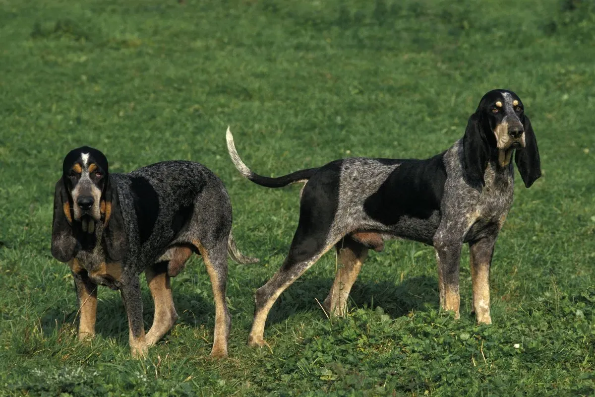 Santé et bienêtre du grand chien de chasse : conseils essentiels