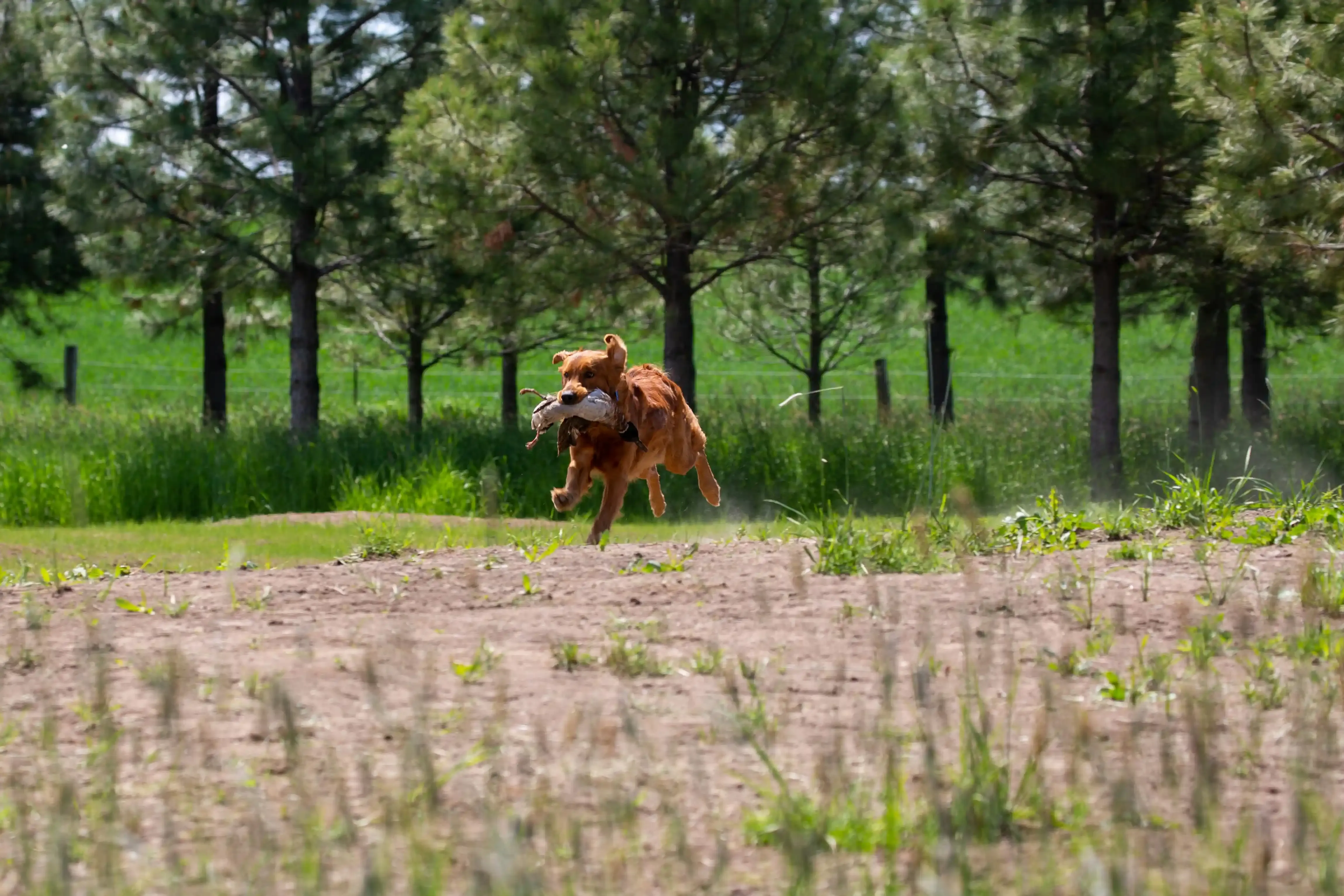 Santé et Bienêtre du Grand Chien de Chasse : Prévenir les Problèmes Courants