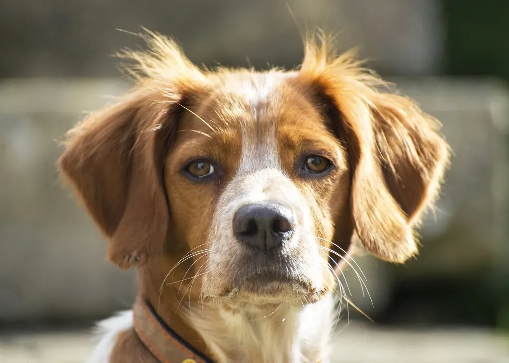 Santé et Entretien de Votre Épagneul Chien de Chasse
épagneul chien de chasse
Découvrez l'épagneul chien de chasse : ses origines, ses talents sur le terrain et comment bien vivre avec ce compagnon.