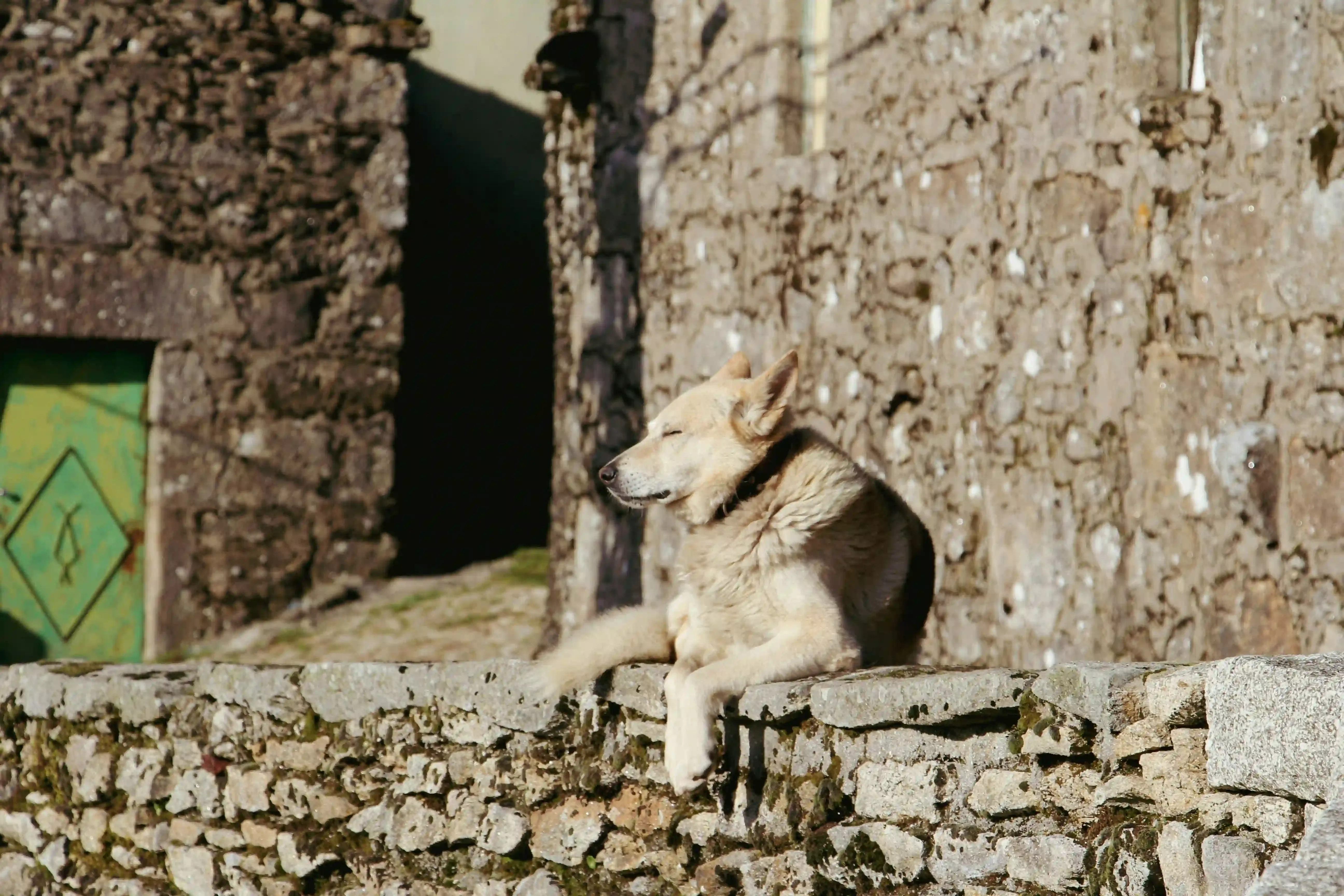Santé et entretien du chien de chasse breton : conseils pratiques