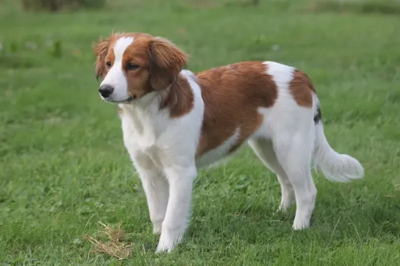 Santé et entretien du chien de chasse d'eau : conseils pratiques