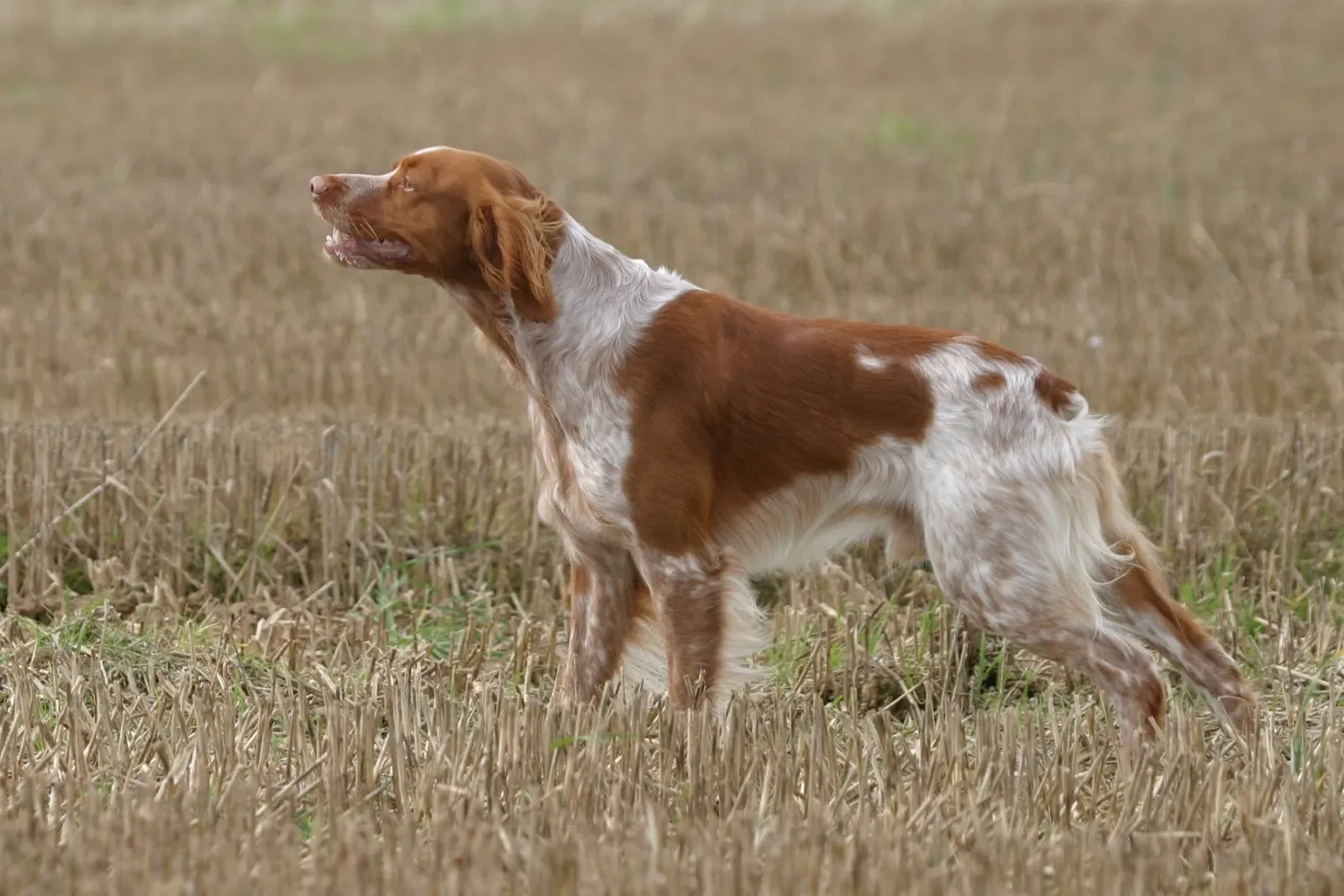 Santé et entretien du chien de chasse épagneul pour qu'il reste au top