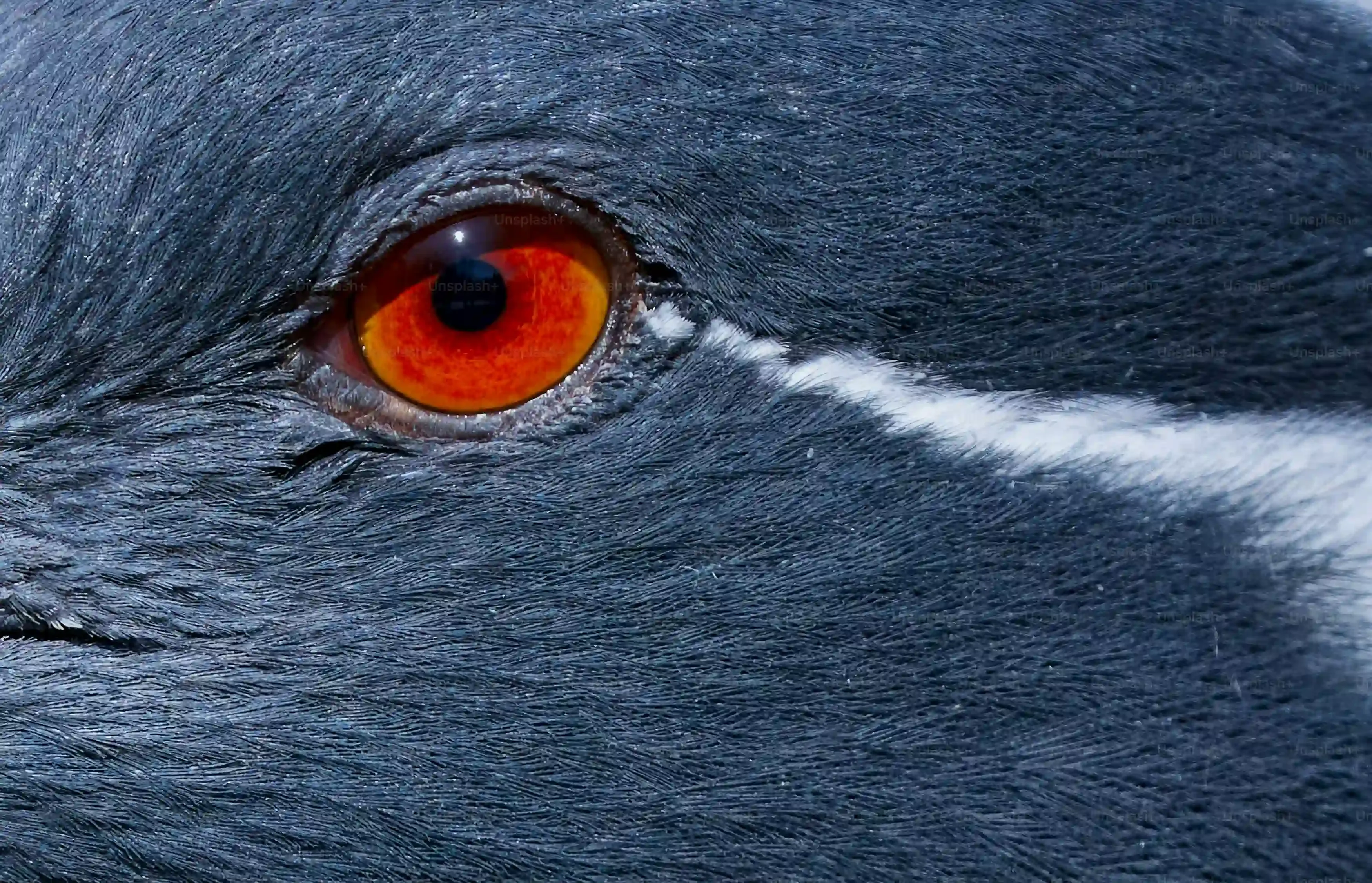 Santé et entretien spécifique du chien de chasse gris