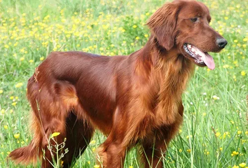 Santé et Entretien Spécifiques au Chien de Chasse Irlandais