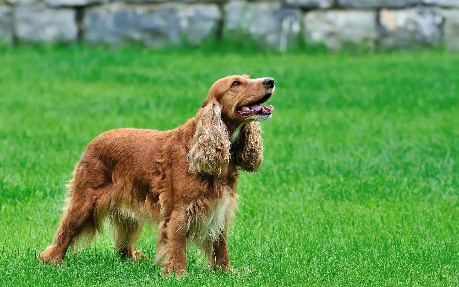 Santé et Soins Essentiels pour le Chien de Chasse Frisé