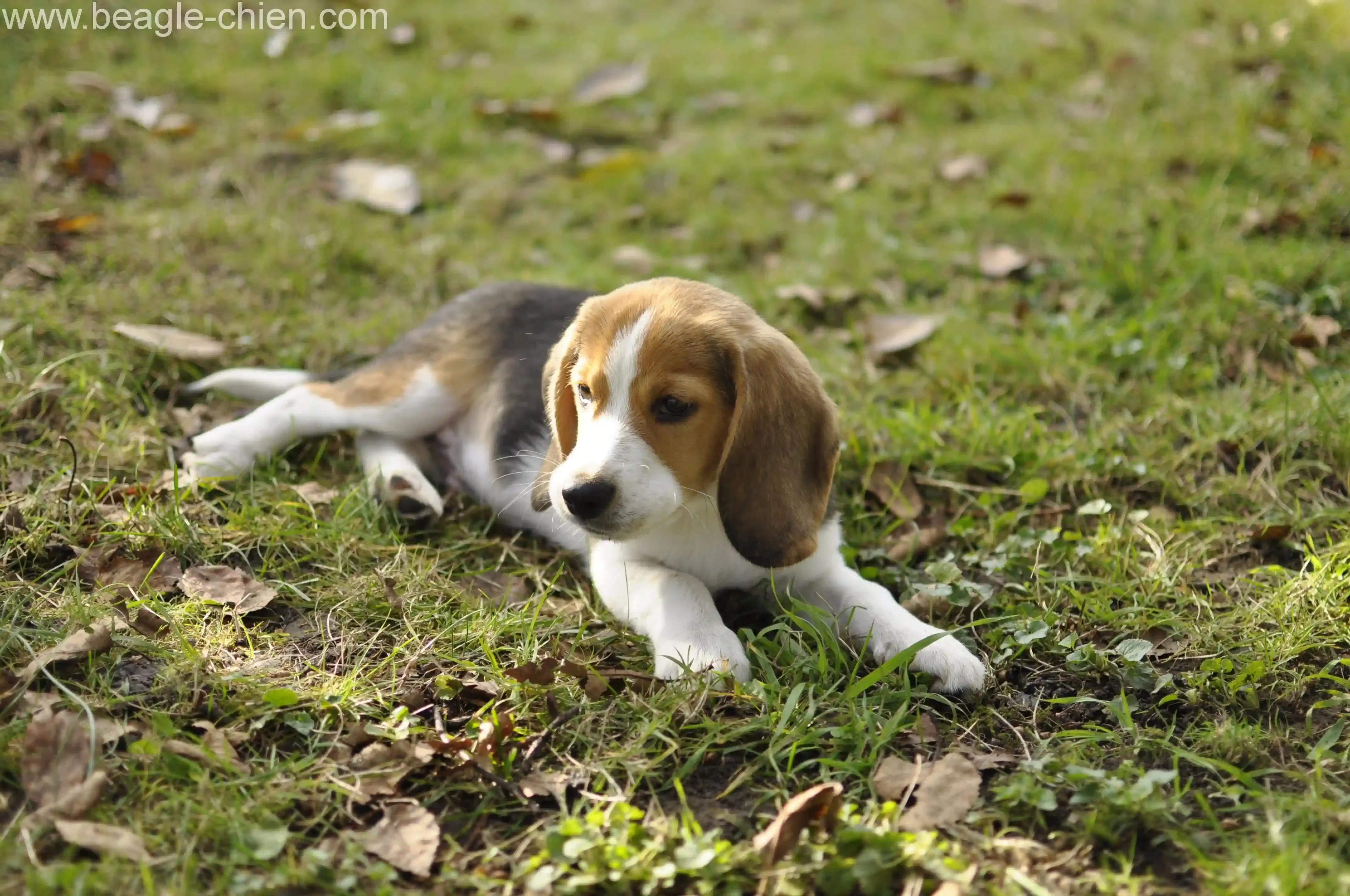 Santé et Soins Essentiels pour un Bébé Chien de Chasse en Forme