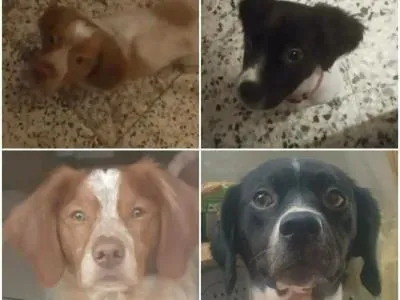 Santé, légalité et tempérament : Les points cruciaux avant une vente de chien de chasse de particulier à particulier
