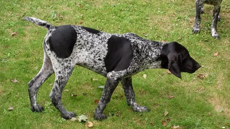 Santé, Soins et Entretien du chien de chasse drakkar