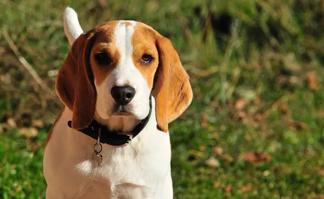Soins et santé du petit chien de chasse à poil court