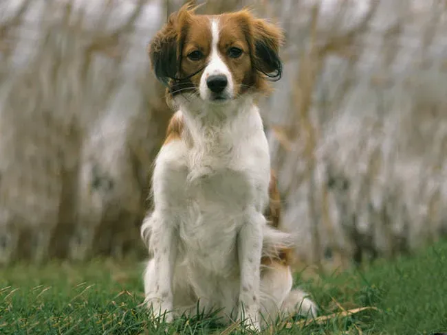 Soins et santé spécifiques du petit chien de chasse