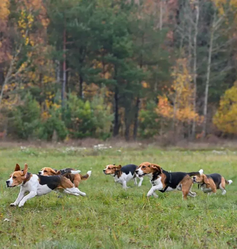 Surmonter les Défis de l'Entraînement Chien de Chasse