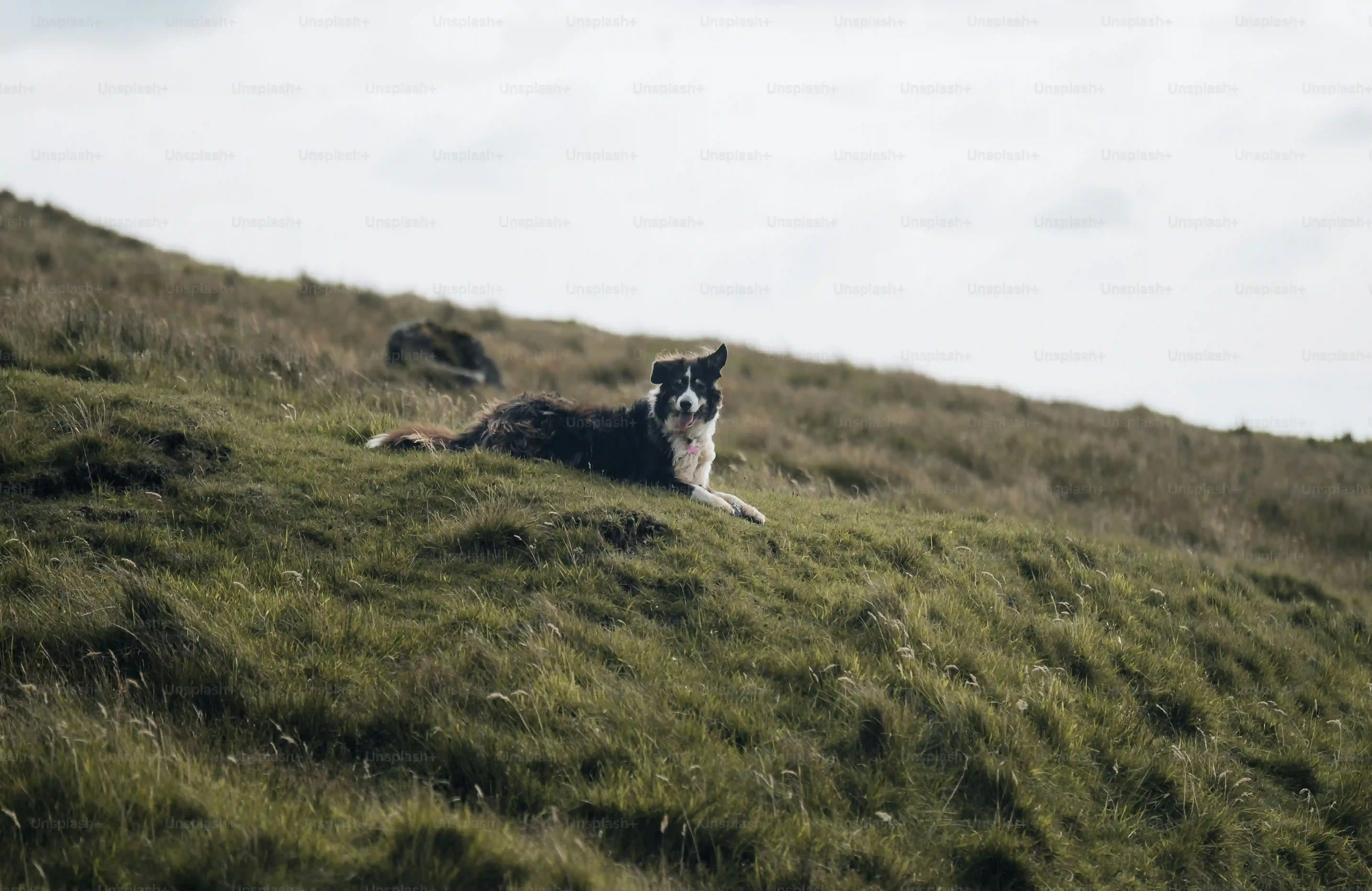 Tempérament, aptitudes et rôle du chien de chasse à poil long