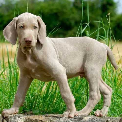Tempérament et Entraînement du Chien de Chasse Gris Bleu