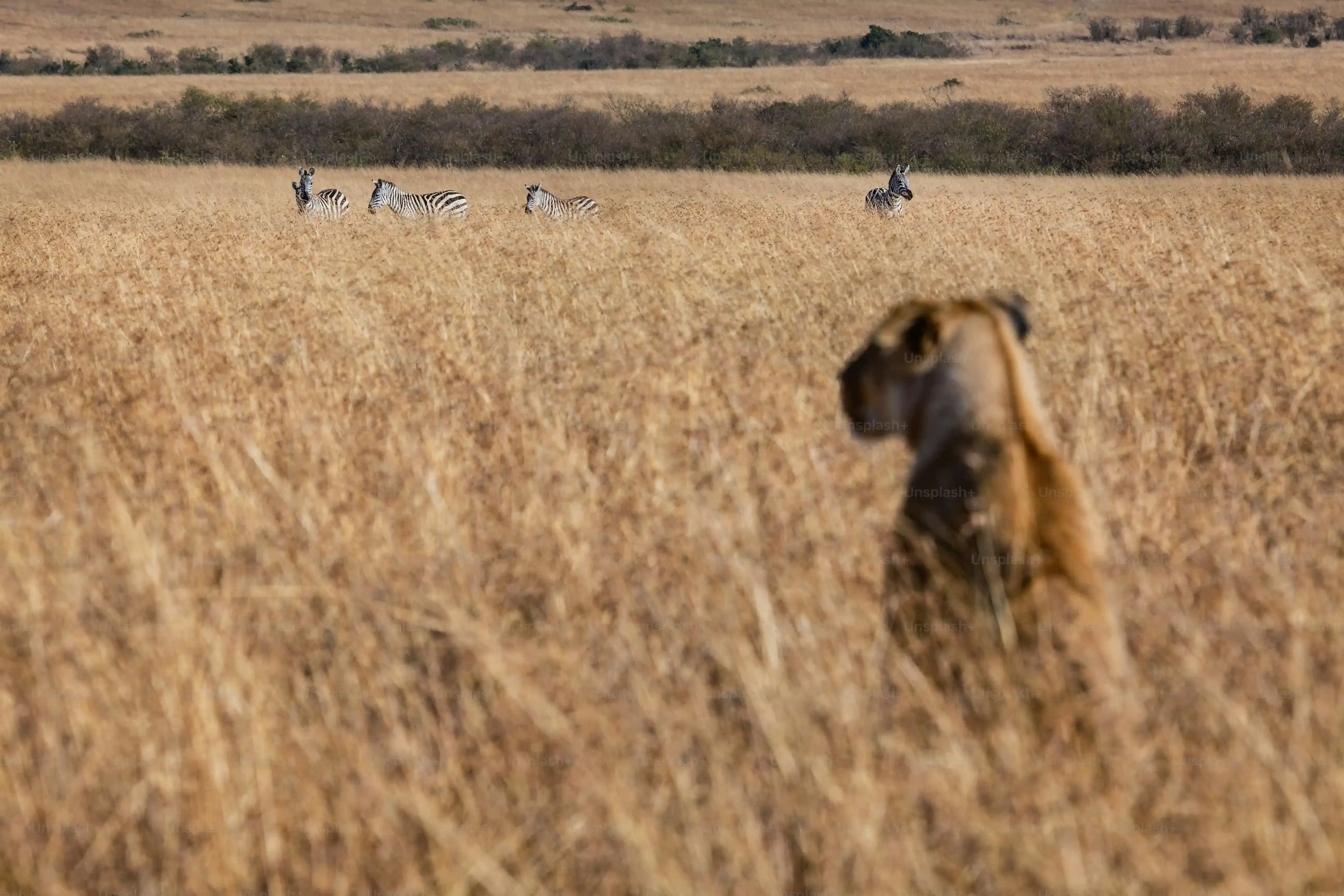 Transformer Votre Berger Australien en Chien de Chasse : Le Dressage