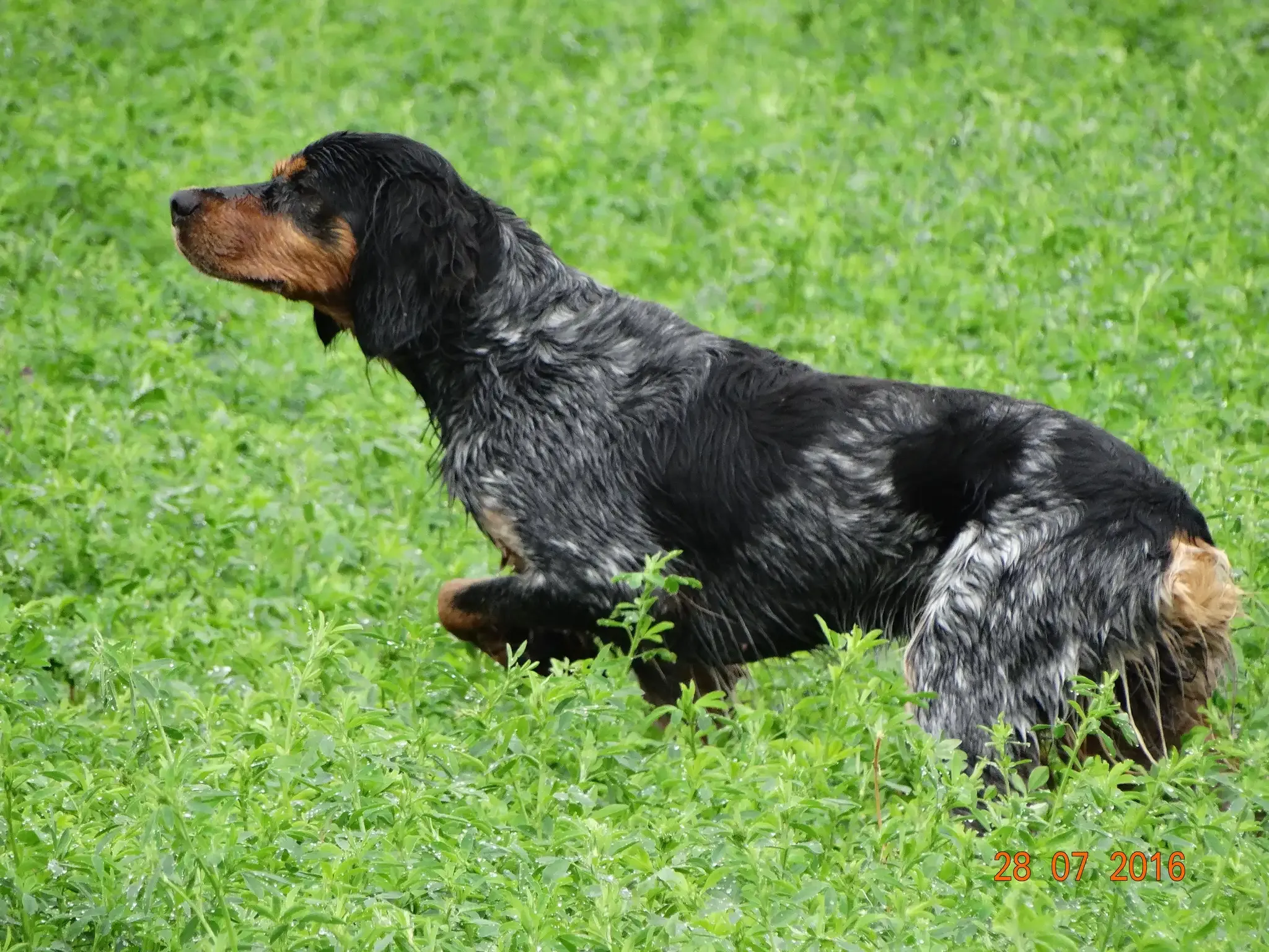 Trouver le bon éleveur ou dresseur pour votre chien de chasse dressé à vendre