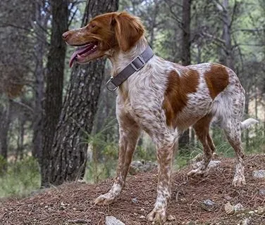Trouver un chien de chasse à donner épagneul : Associations et refuges