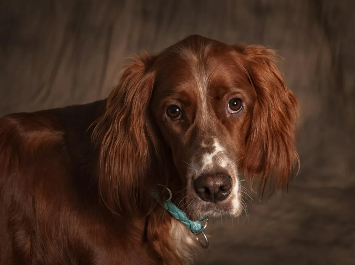 Un Chien de Chasse en Anglais : Guide Expert Éprouvé