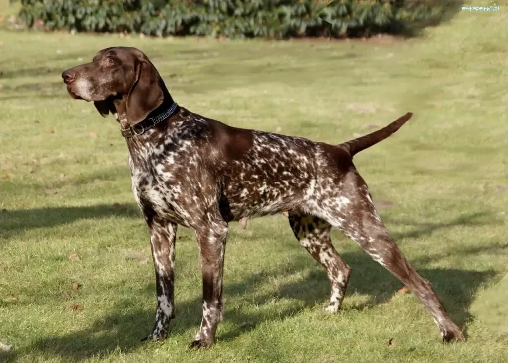 Un chien de chasse hypoallergène, ça existe vraiment ?