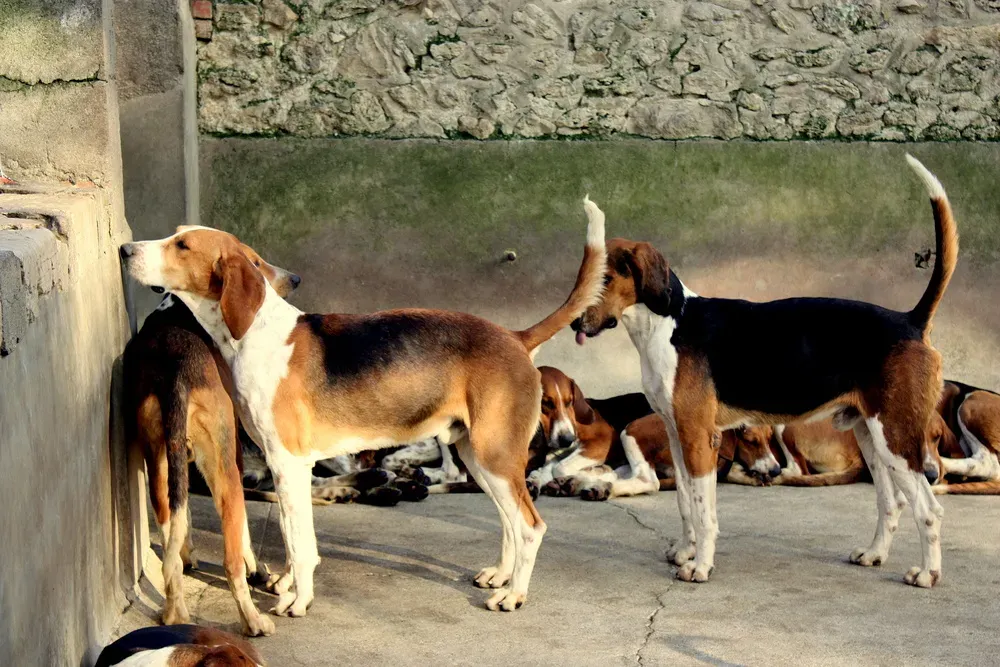 Vie de meute : le quotidien des chiens de chasse à cour Cheverny
