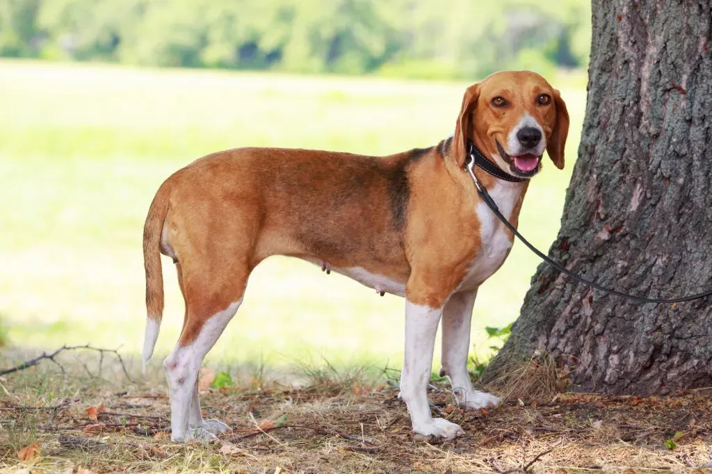 Vie quotidienne et soins du chien de chasse américain