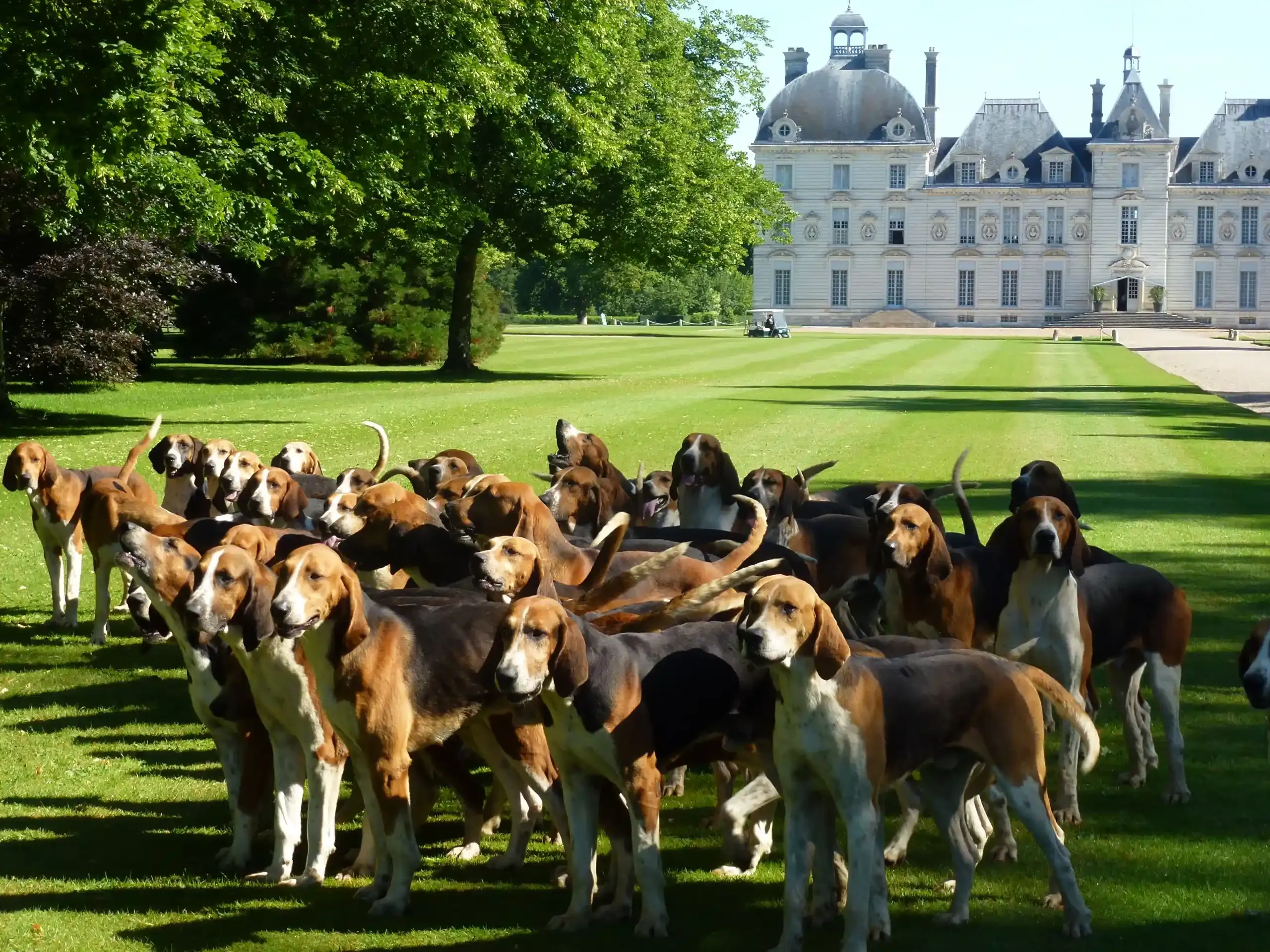 Visiter les chenils : rencontrer les chiens de chasse à cour Cheverny