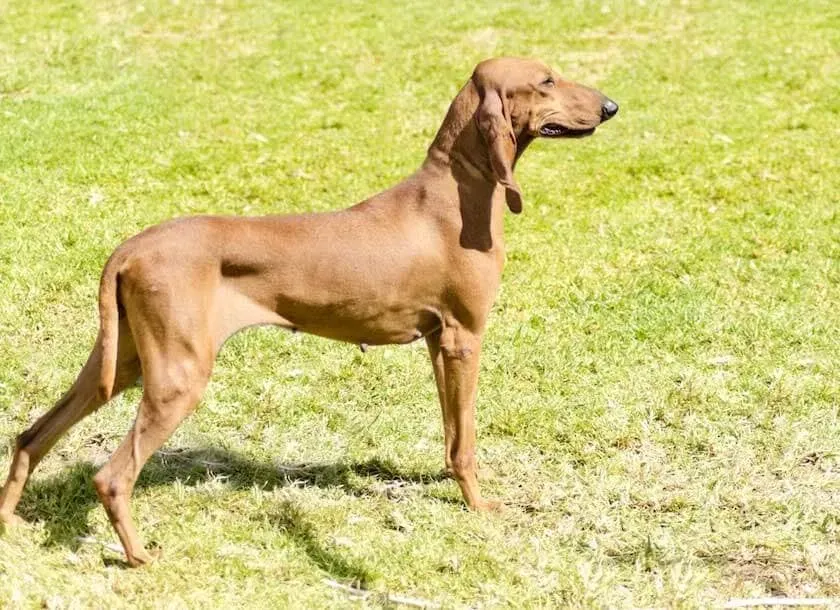Vivre au quotidien avec son chien de chasse à poil ras