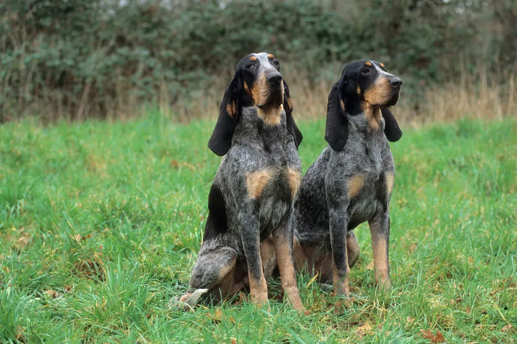 Vivre au quotidien avec un chien de chasse bleu : Conseils pratiques