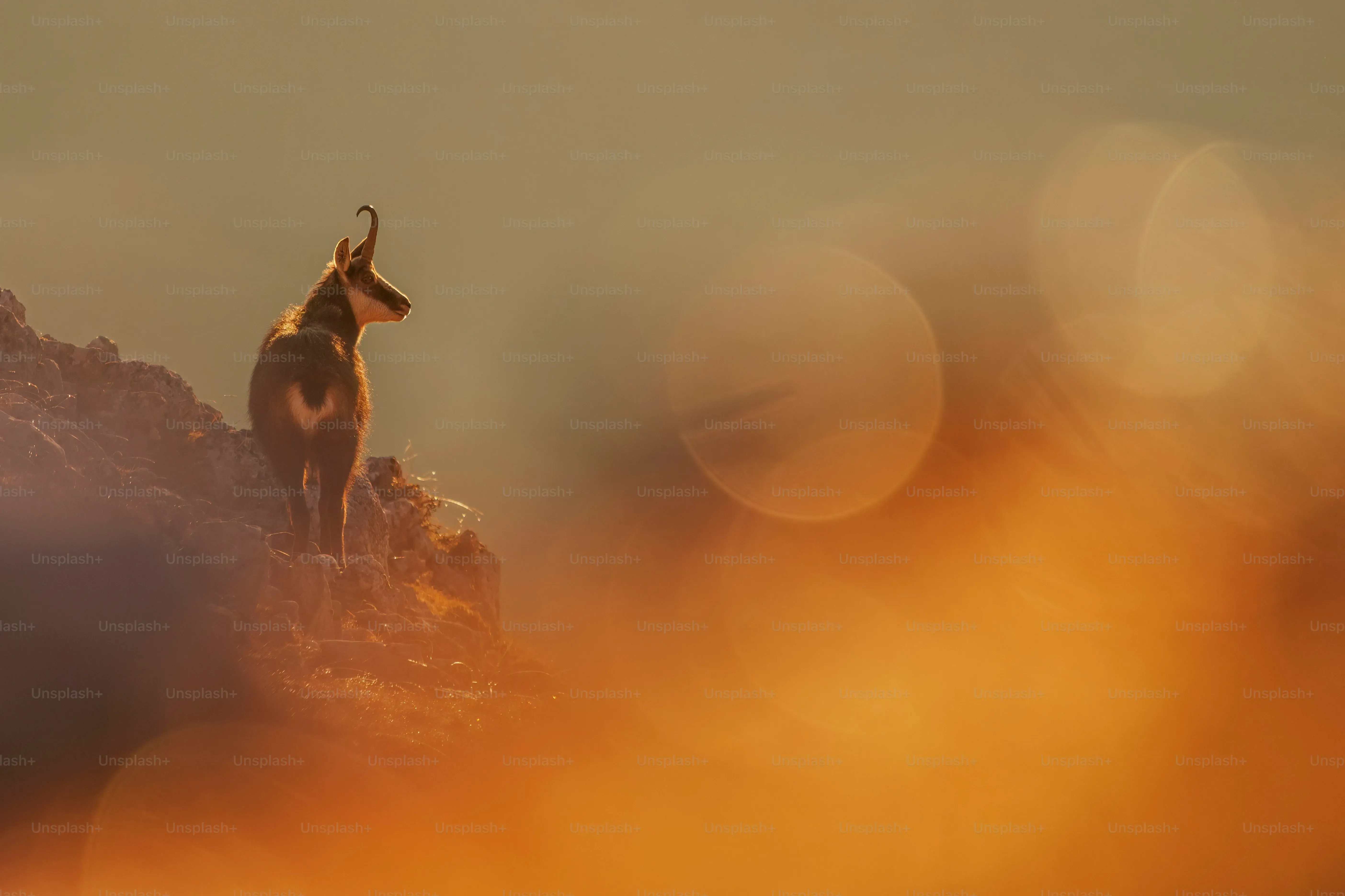 Vivre au quotidien avec un chien de chasse fin