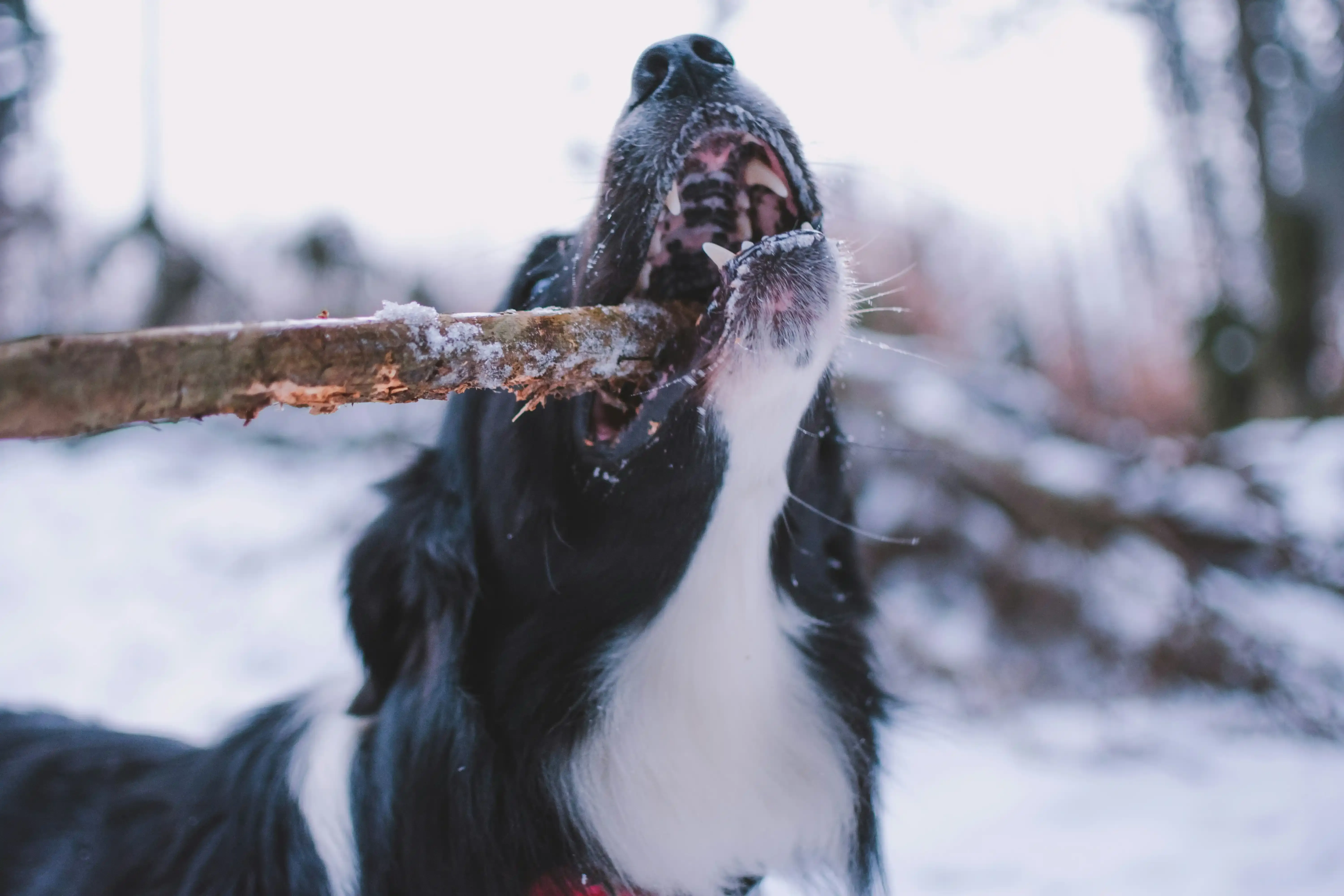 Vivre au Quotidien avec un Chien de Chasse Frisé