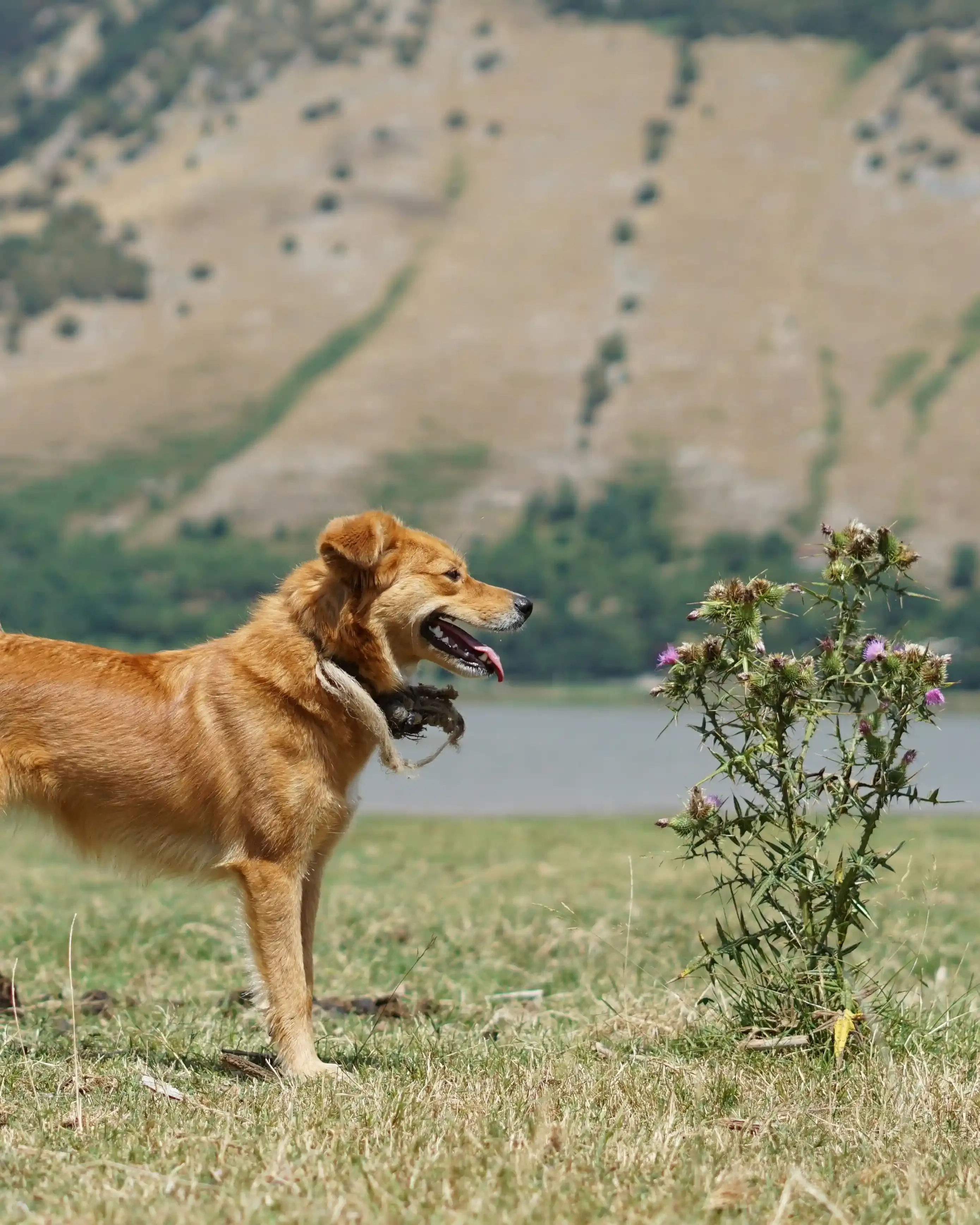 Vivre au quotidien avec un épagneul chien de chasse : Plus qu'un simple auxiliaire