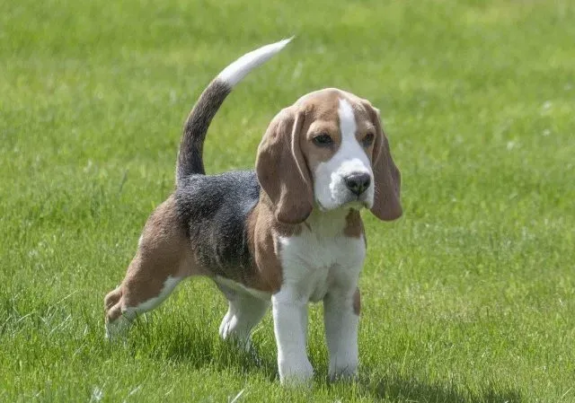 Vivre au quotidien avec un petit chien de chasse : Chasse et compagnie