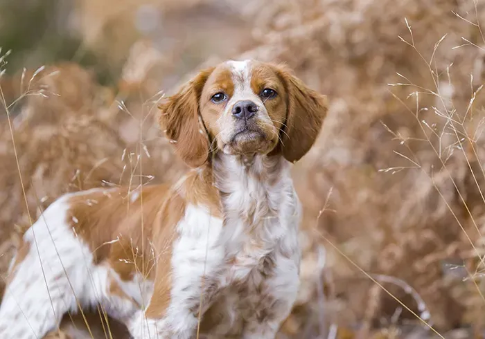 Vivre au quotidien avec une femelle de chien de chasse